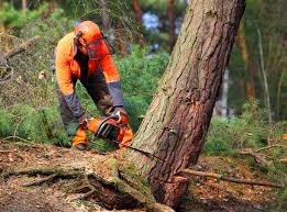 Best Tree Mulching Services  in River Ridge, LA