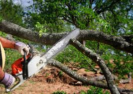 Best Hedge Trimming  in River Ridge, LA