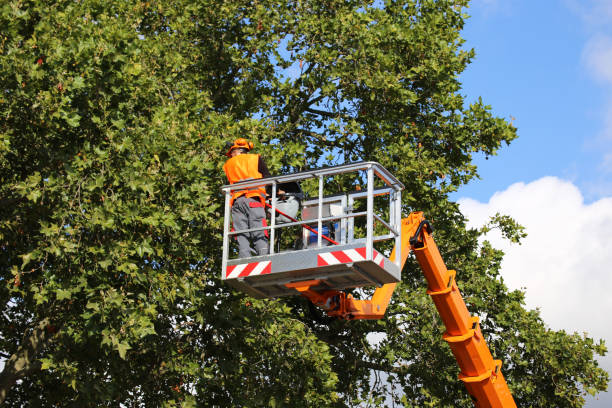 Why Choose Our Tree Removal Services in River Ridge, LA?