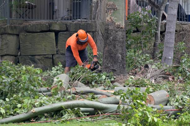 Best Utility Line Clearance  in River Ridge, LA